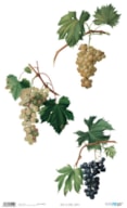 PAPEL ARROZ 54X33CM GRAPE PFY-4515