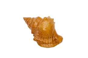 CONCH 1 22X13X12CM HONEY