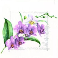 SET 20 NAPKIN 33x33CM ORCHID 367836