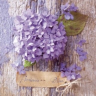 EMB. 20 GUARDANAPOS 33X33CM HORTENSIA